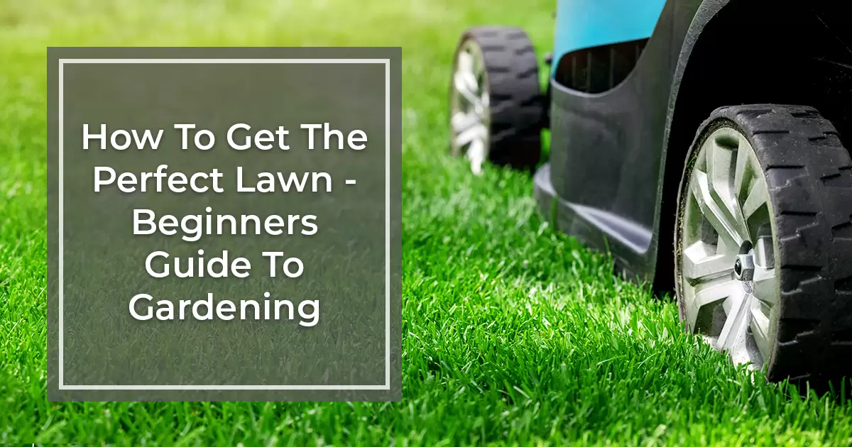 How To Get The Perfect Lawn Image