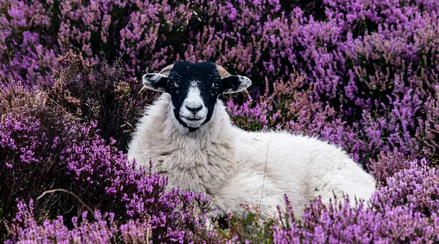 Sheep lying in purple flowers